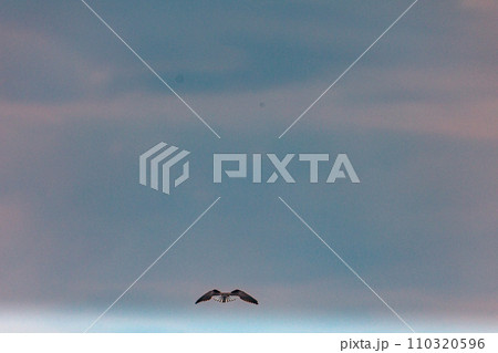 white heron in flight bird clouds on the sky morning sunrise wildlife animals mammals grazing savannah grassland wilderness hill shrubs great rift valley Maasai Mara National Game Reserve park Narok C 110320596