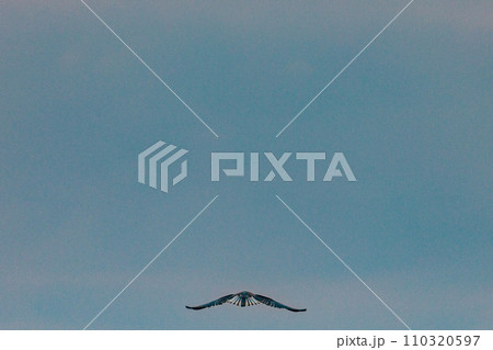white heron in flight bird clouds on the sky morning sunrise wildlife animals mammals grazing savannah grassland wilderness hill shrubs great rift valley Maasai Mara National Game Reserve park Narok C white heron in flight bird clouds on the sky morning sunrise wildlife animals mammals grazing savannah grassland wilderness hill shrubs great rift valley Maasai Mara National Game Reserve park Narok C 110320597