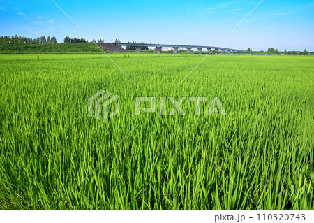 夏の田園風景 稲の成長 荒川河川敷 さいたま市 夏の田園風景 稲の成長 荒川河川敷 さいたま市 110320743