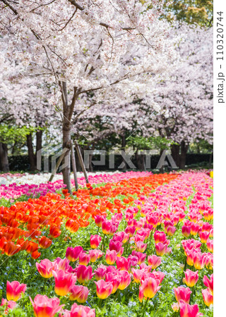 満開の桜とチューリップ畑 満開の桜とチューリップ畑 110320744