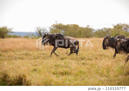 Wildebeest Migration wildlife animals mammals grazing savannah grassland wilderness hill shrubs great rift valley Maasai Mara National Game Reserve park Narok County Kenya East Africa Landscapes Travl 110320777