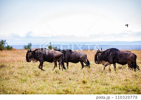 Wildebeest Migration wildlife animals mammals grazing savannah grassland wilderness hill shrubs great rift valley Maasai Mara National Game Reserve park Narok County Kenya East Africa Landscapes Travl Wildebeest Migration wildlife animals mammals grazing savannah grassland wilderness hill shrubs great rift valley Maasai Mara National Game Reserve park Narok County Kenya East Africa Landscapes Travl 110320778