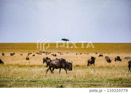 Wildebeest Migration wildlife animals mammals grazing savannah grassland wilderness hill shrubs great rift valley Maasai Mara National Game Reserve park Narok County Kenya East Africa Landscapes Travl 110320779