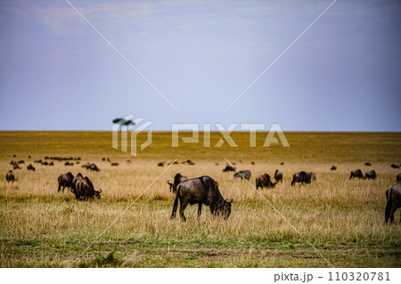 Wildebeest Migration wildlife animals mammals grazing savannah grassland wilderness hill shrubs great rift valley Maasai Mara National Game Reserve park Narok County Kenya East Africa Landscapes Travl 110320781
