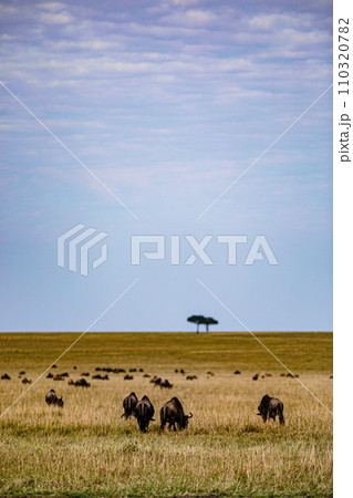 Wildebeest Migration wildlife animals mammals grazing savannah grassland wilderness hill shrubs great rift valley Maasai Mara National Game Reserve park Narok County Kenya East Africa Landscapes Travl 110320782