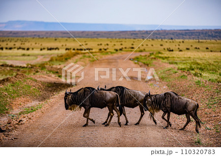 Wildebeest Migration wildlife animals mammals grazing savannah grassland wilderness hill shrubs great rift valley Maasai Mara National Game Reserve park Narok County Kenya East Africa Landscapes Travl Wildebeest Migration wildlife animals mammals grazing savannah grassland wilderness hill shrubs great rift valley Maasai Mara National Game Reserve park Narok County Kenya East Africa Landscapes Travl 110320783