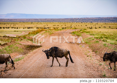 Wildebeest Migration wildlife animals mammals grazing savannah grassland wilderness hill shrubs great rift valley Maasai Mara National Game Reserve park Narok County Kenya East Africa Landscapes Travl Wildebeest Migration wildlife animals mammals grazing savannah grassland wilderness hill shrubs great rift valley Maasai Mara National Game Reserve park Narok County Kenya East Africa Landscapes Travl 110320784