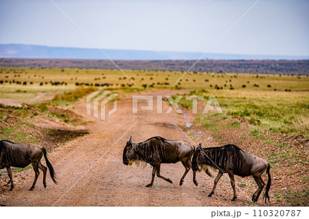 Wildebeest Migration wildlife animals mammals grazing savannah grassland wilderness hill shrubs great rift valley Maasai Mara National Game Reserve park Narok County Kenya East Africa Landscapes Travl Wildebeest Migration wildlife animals mammals grazing savannah grassland wilderness hill shrubs great rift valley Maasai Mara National Game Reserve park Narok County Kenya East Africa Landscapes Travl 110320787
