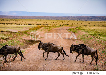Wildebeest Migration wildlife animals mammals grazing savannah grassland wilderness hill shrubs great rift valley Maasai Mara National Game Reserve park Narok County Kenya East Africa Landscapes Travl Wildebeest Migration wildlife animals mammals grazing savannah grassland wilderness hill shrubs great rift valley Maasai Mara National Game Reserve park Narok County Kenya East Africa Landscapes Travl 110320788