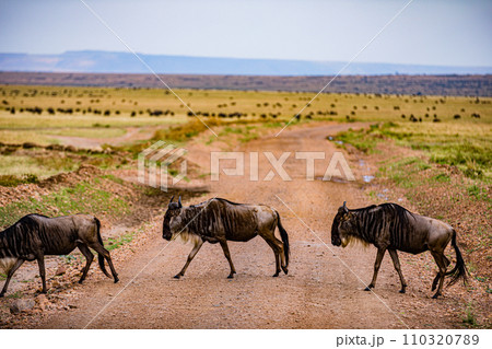 Wildebeest Migration wildlife animals mammals grazing savannah grassland wilderness hill shrubs great rift valley Maasai Mara National Game Reserve park Narok County Kenya East Africa Landscapes Travl 110320789