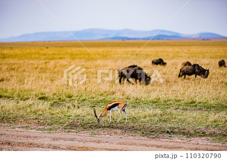 Wildebeest Migration wildlife animals mammals grazing savannah grassland wilderness hill shrubs great rift valley Maasai Mara National Game Reserve park Narok County Kenya East Africa Landscapes Travl Wildebeest Migration wildlife animals mammals grazing savannah grassland wilderness hill shrubs great rift valley Maasai Mara National Game Reserve park Narok County Kenya East Africa Landscapes Travl 110320790