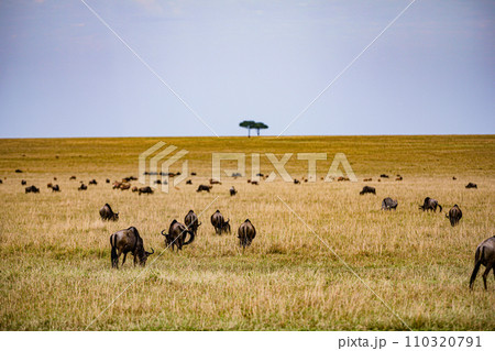 Wildebeest Migration wildlife animals mammals grazing savannah grassland wilderness hill shrubs great rift valley Maasai Mara National Game Reserve park Narok County Kenya East Africa Landscapes Travl 110320791