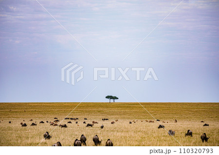 Wildebeest Migration wildlife animals mammals grazing savannah grassland wilderness hill shrubs great rift valley Maasai Mara National Game Reserve park Narok County Kenya East Africa Landscapes Travl 110320793