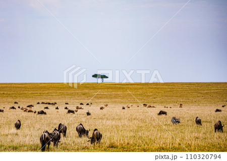 Wildebeest Migration wildlife animals mammals grazing savannah grassland wilderness hill shrubs great rift valley Maasai Mara National Game Reserve park Narok County Kenya East Africa Landscapes Travl 110320794