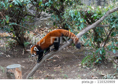 レッサーパンダinズーラシア 110320909