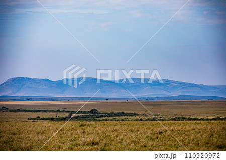 Kenya Landscapes Panoramic Scenic Views wildlife animals mammals grazing savannah grassland wilderness hill shrubs great rift valley Maasai Mara National Game Reserve park Narok County Kenya East Afri 110320972