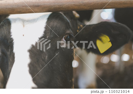 ranch 110321014