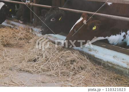 ranch 110321023