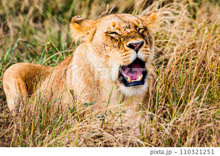 lion mating couple laying in the grass wildlife animals mammals grazing savannah grassland wilderness hill shrubs great rift valley Maasai Mara National Game Reserve park Narok County Kenya East Afric 110321251