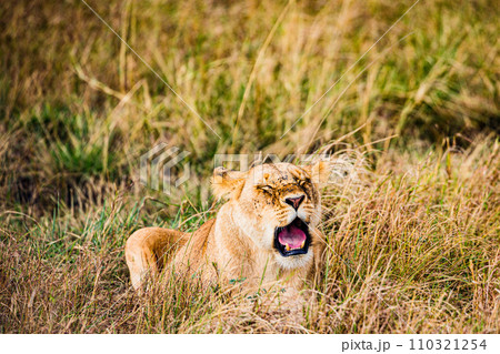 lion mating couple laying in the grass wildlife animals mammals grazing savannah grassland wilderness hill shrubs great rift valley Maasai Mara National Game Reserve park Narok County Kenya East Afric 110321254