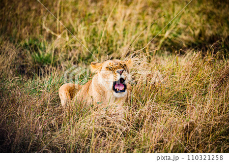 lion mating couple laying in the grass wildlife animals mammals grazing savannah grassland wilderness hill shrubs great rift valley Maasai Mara National Game Reserve park Narok County Kenya East Afric 110321258