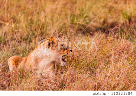 lion mating couple laying in the grass wildlife animals mammals grazing savannah grassland wilderness hill shrubs great rift valley Maasai Mara National Game Reserve park Narok County Kenya East Afric lion mating couple laying in the grass wildlife animals mammals grazing savannah grassland wilderness hill shrubs great rift valley Maasai Mara National Game Reserve park Narok County Kenya East Afric 110321284