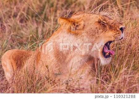 lion mating couple laying in the grass wildlife animals mammals grazing savannah grassland wilderness hill shrubs great rift valley Maasai Mara National Game Reserve park Narok County Kenya East Afric 110321288