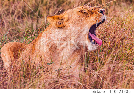 lion mating couple laying in the grass wildlife animals mammals grazing savannah grassland wilderness hill shrubs great rift valley Maasai Mara National Game Reserve park Narok County Kenya East Afric 110321289