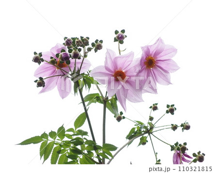皇帝ダリアの花の白バック 110321815