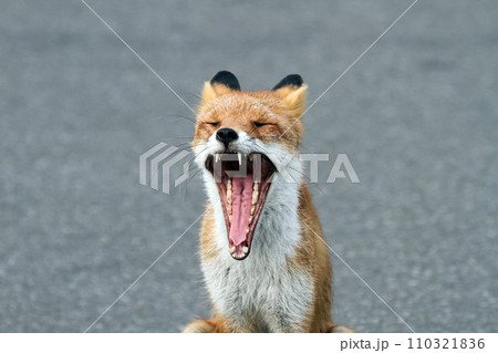 大あくびするキタキツネ キツネ 狐 北海道自然 大あくびするキタキツネ キツネ 狐 北海道自然 110321836