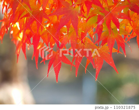 モミジの紅葉のイメージ 110321875