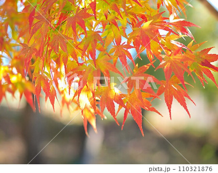 モミジの紅葉のイメージ 110321876