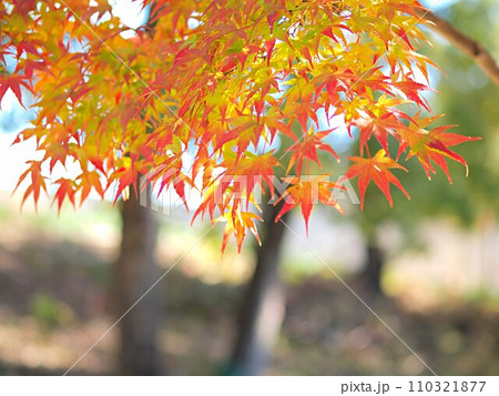 モミジの紅葉のイメージ 110321877