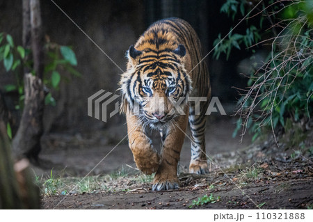 スマトラトラinズーラシア スマトラトラinズーラシア 110321888