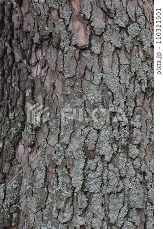 Closeups of tree bark texture Closeups of tree bark texture 110321901