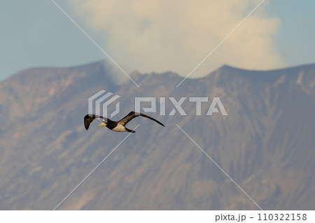 桜島をバックに飛ぶカツオドリ 桜島をバックに飛ぶカツオドリ 110322158