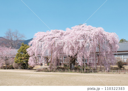 杵原学校の枝垂れ桜 110322383