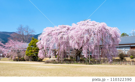 杵原学校の枝垂れ桜 110322390