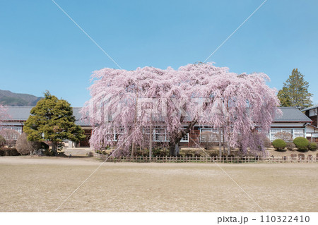 杵原学校の枝垂れ桜 110322410