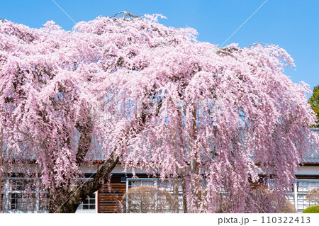 杵原学校の枝垂れ桜 110322413
