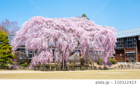 杵原学校の枝垂れ桜 110322423