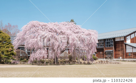 杵原学校の枝垂れ桜 110322426