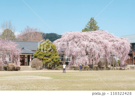 杵原学校の枝垂れ桜 杵原学校の枝垂れ桜 110322428