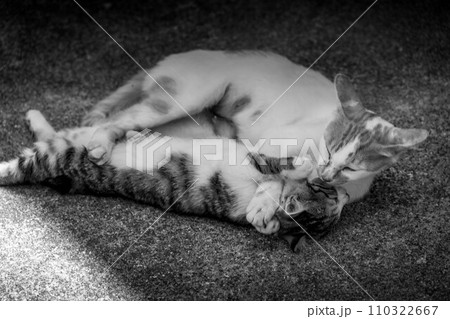 母性本能~猫の親子~ 母性本能~猫の親子~ 110322667