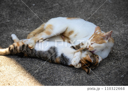 母性本能～猫の親子～ 110322668