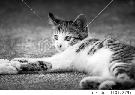 自由気ままな猫たち 自由気ままな猫たち 110322795