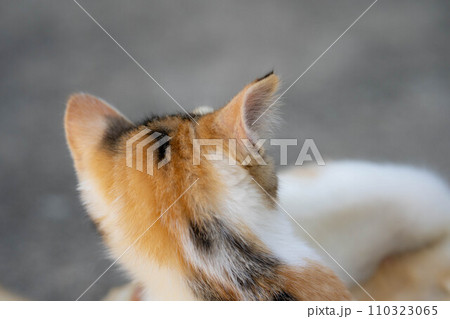 自由気ままな子猫たち~少女時代~ 自由気ままな子猫たち~少女時代~ 110323065