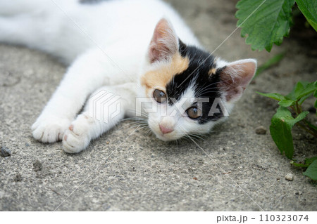 自由気ままな子猫たち～少女時代～ 110323074