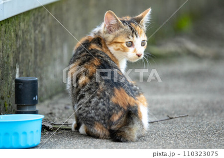 自由気ままな子猫たち～少女時代～ 110323075