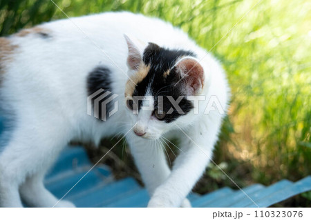 自由気ままな子猫たち~少女時代~ 自由気ままな子猫たち~少女時代~ 110323076